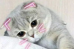 娱乐吃瓜君七七和折耳猫